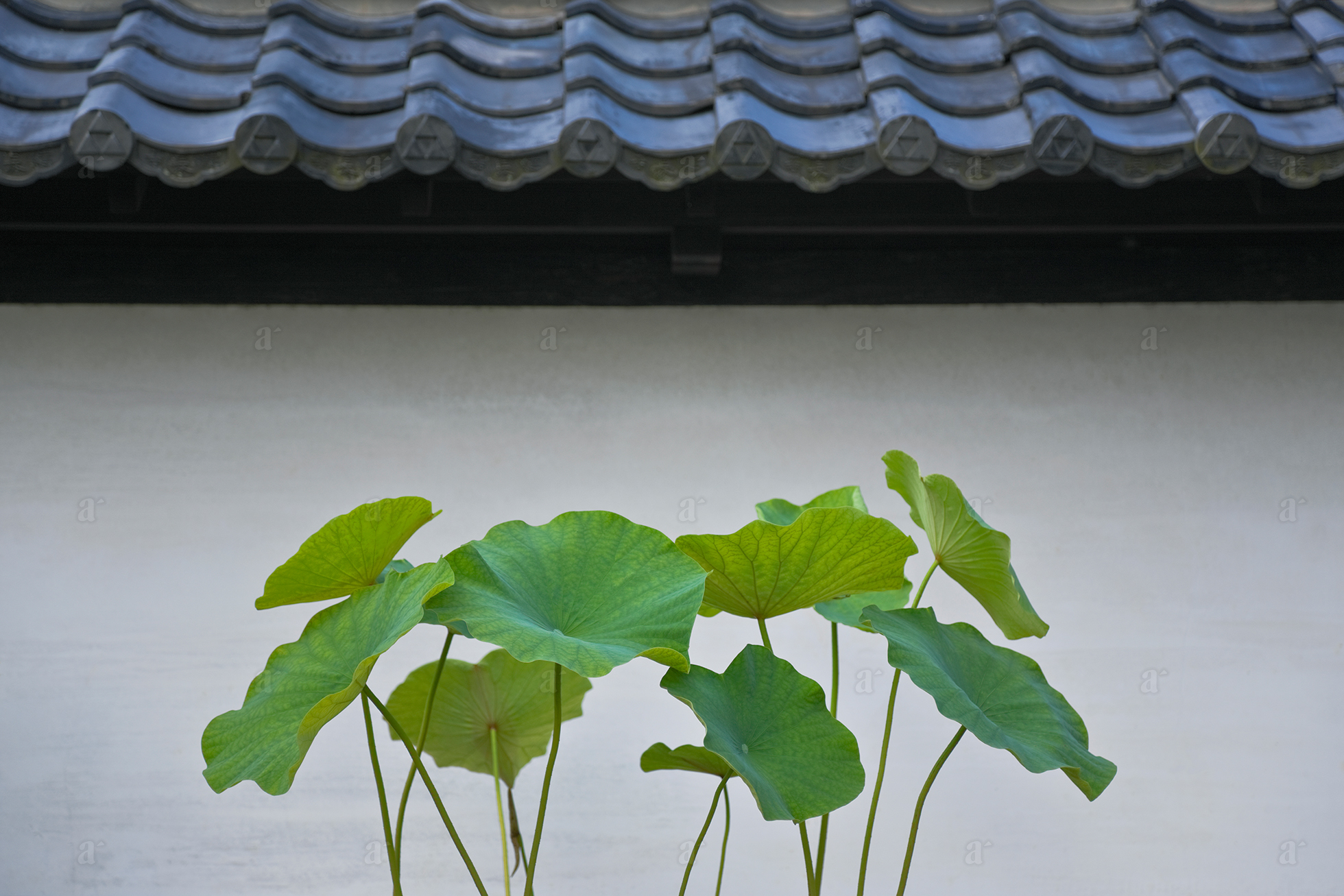 ベン・シモンズ &ldquo;建長寺　北鎌倉&rdquo; Ben Simmons &ldquo;Kencho-ji, Kita-Kamakura&rdquo;